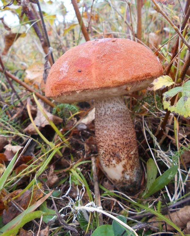 kozák dubový Leccinum aurantiacum (Bull.) Gray