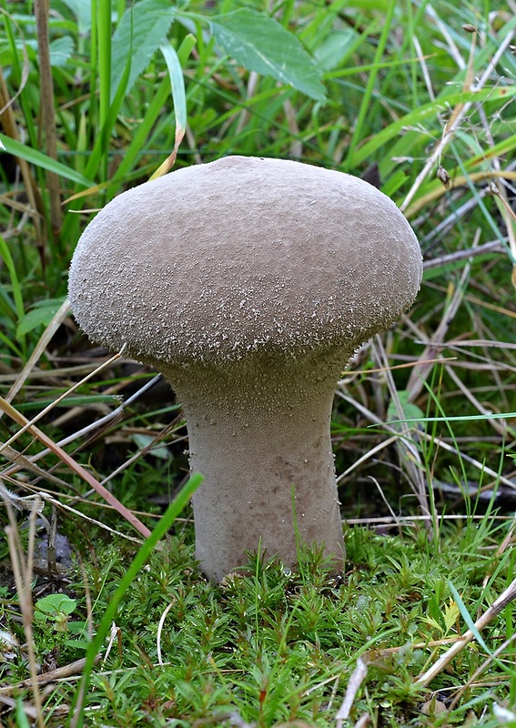 rozpadavec stopkatý Lycoperdon excipuliforme (Scop.) Pers.