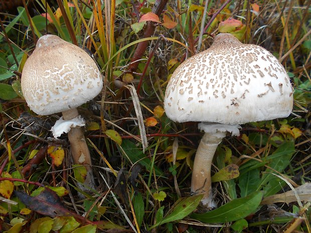 bedľa štíhla Macrolepiota mastoidea (Fr.) Singer