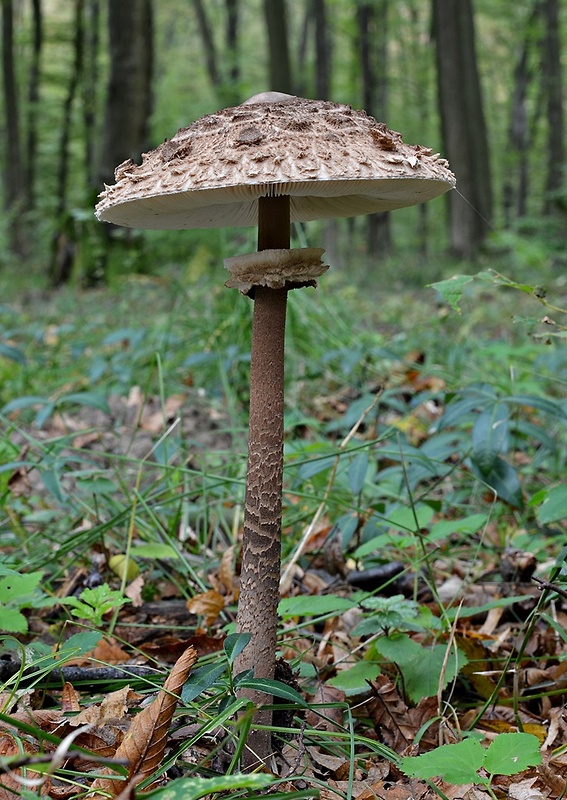 bedľa vysoká Macrolepiota procera (Scop.) Singer