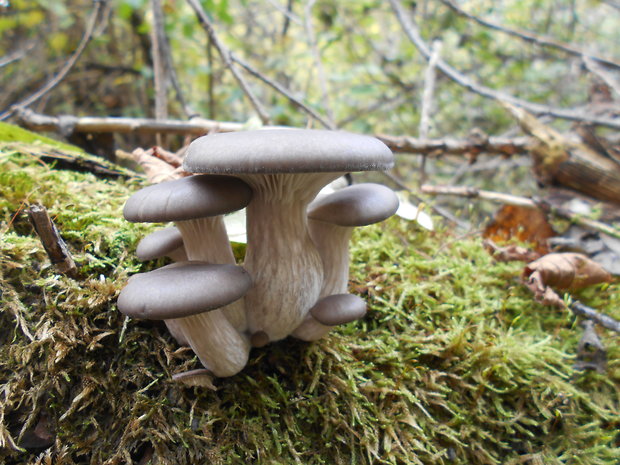 hliva ustricovitá Pleurotus ostreatus (Jacq.) P. Kumm.