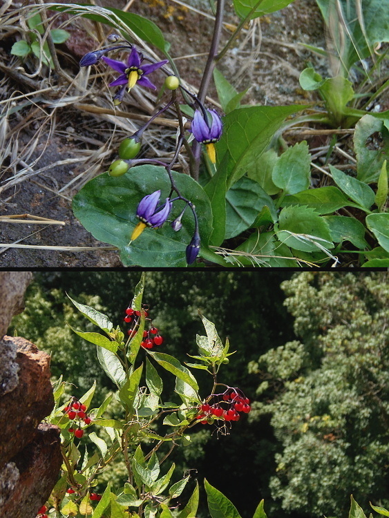 ľuľok sladkohorký   /   lilek potměchuť Solanum dulcamara L.