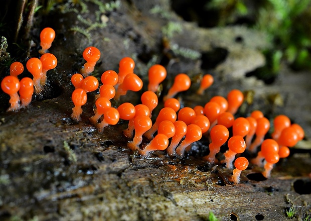 vlasnačka Trichia decipiens var. decipiens (Pers.) T. Macbr.