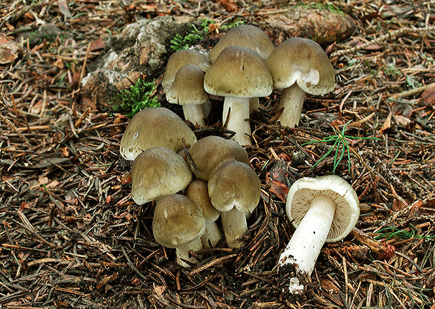 čírovka zelenohnedastá Tricholoma sejunctum (Sowerby) Quél.