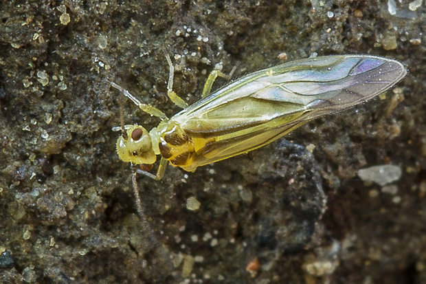 pavoš   Valenzuela cf. flavidus