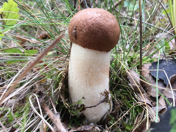 kozák osikový hnedý ? Leccinum rufum var. decipiens (Singer) Klofac