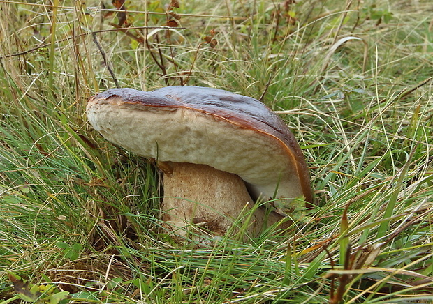 hríb smrekový Boletus edulis Bull.