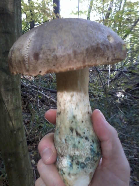 hríb dubový Boletus reticulatus Schaeff.