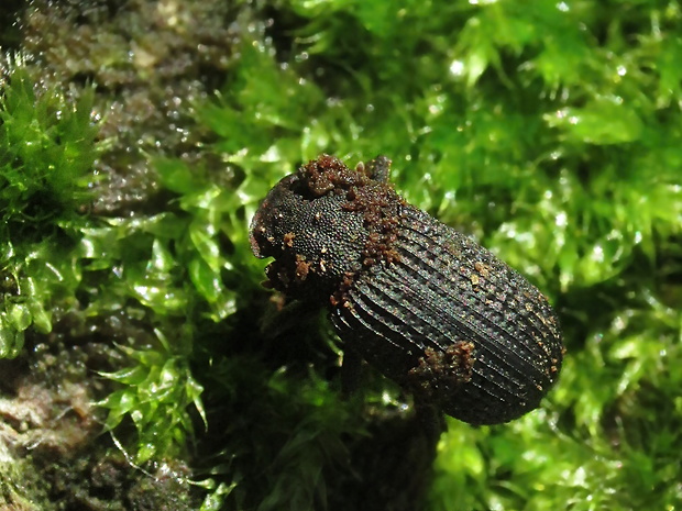 - Bolitophagus reticulatus