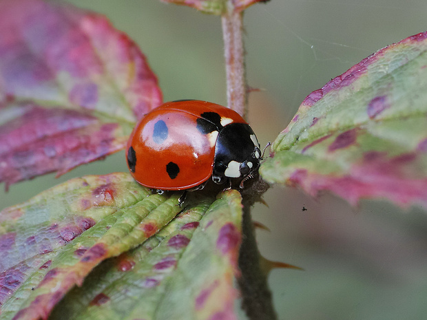 lienka sedembodková Coccinella septempunctata