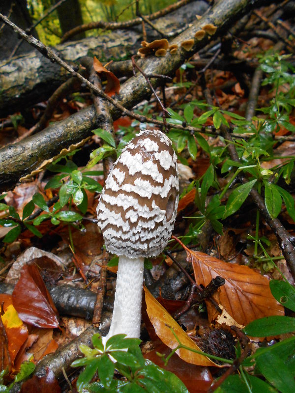 hnojník strakatý Coprinopsis picacea (Bull.) Redhead, Vilgalys & Moncalvo