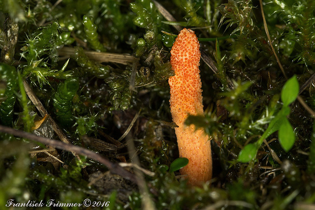 žezlovka hmyzová Cordyceps militaris (Fr.) Link