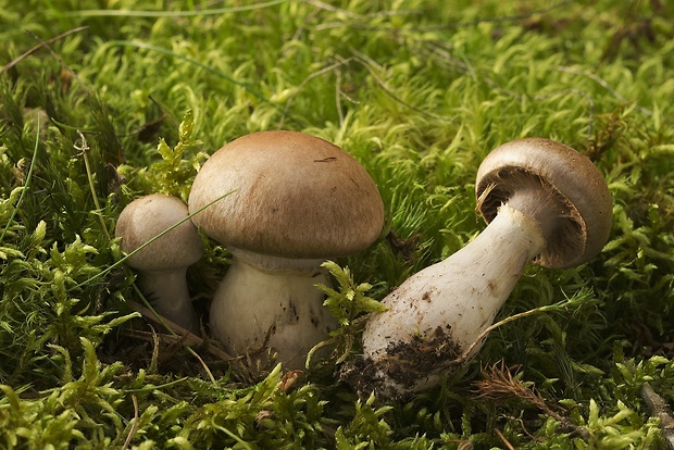 pavučinovec Cortinarius sp.