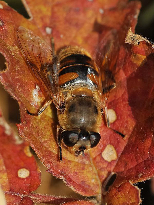 trúdovka obyčajná Eristalis tenax Linnaeus, 1758