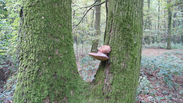 pečeňovec dubový Fistulina hepatica (Schaeff.) With.