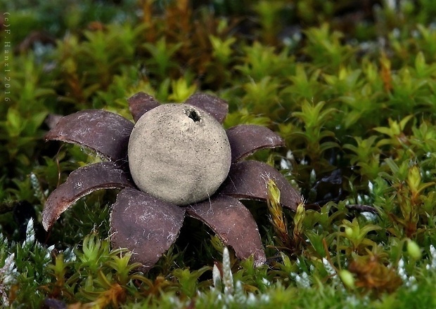 hviezdovka kvetovitá Geastrum floriforme Vittad.