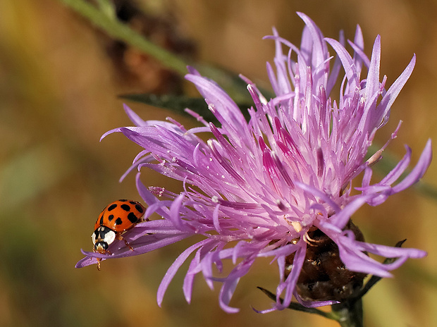 lienka východná Harmonia axyridis