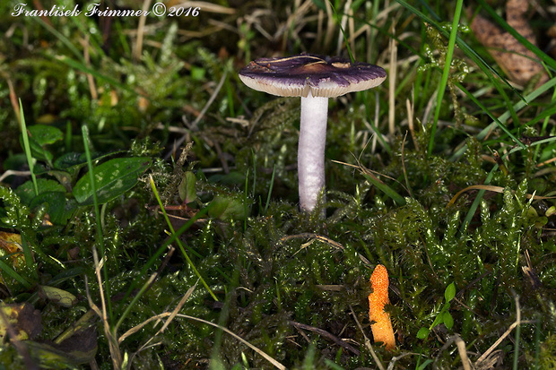 vláknica hlinovolupeňová Inocybe geophylla P. Kumm.