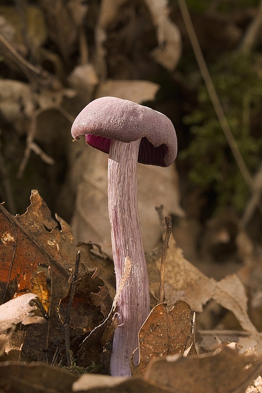 lakovka ametystová Laccaria amethystina (Huds.) Cooke