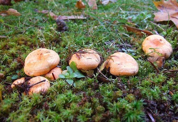 rýdzik smrekový Lactarius deterrimus Gröger