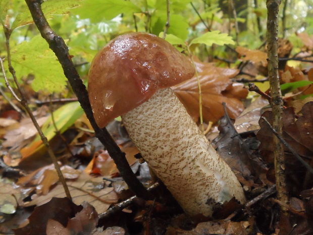 kozák dubový Leccinum aurantiacum (Bull.) Gray