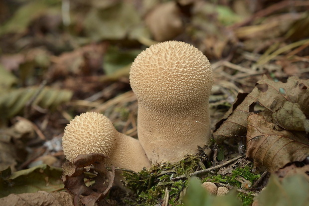 rozpadavec stopkatý Lycoperdon excipuliforme (Scop.) Pers.