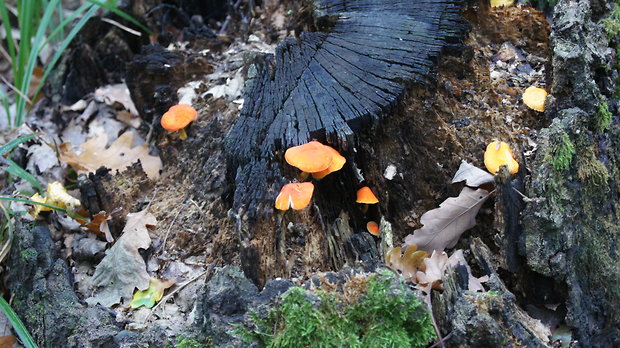 štítovka šarlátová Pluteus aurantiorugosus (Trog) Sacc.