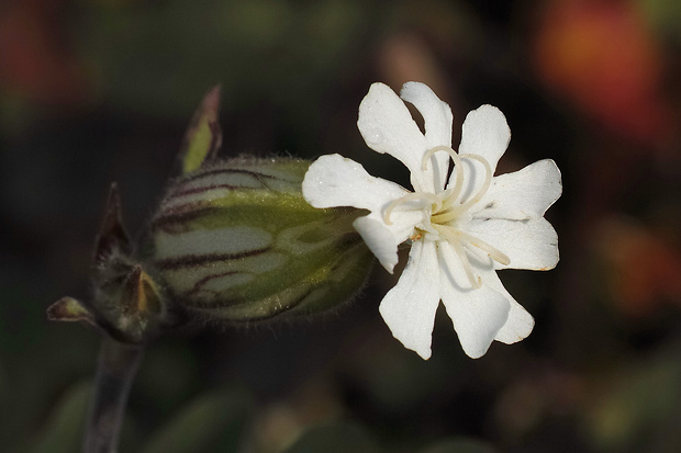 silenka biela pravá Silene latifolia subsp. alba (Mill.) Greuter et Burdet