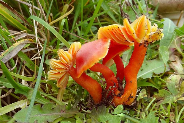 lúčnica šarlátová Hygrocybe coccinea (Schaeff.) P. Kumm.