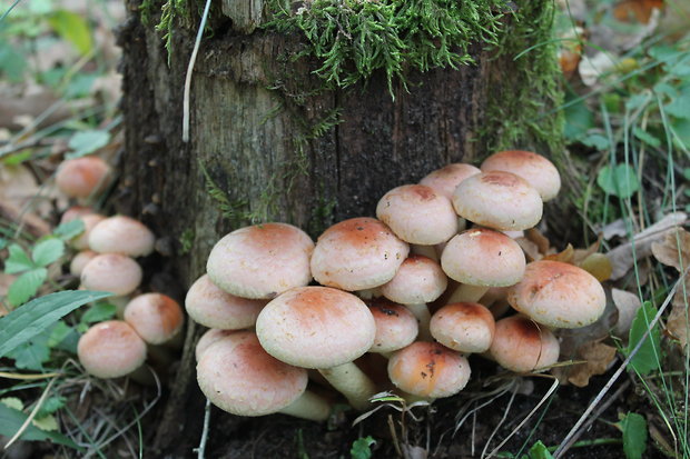 strapcovka tehlovočervená Hypholoma lateritium (Schaeff.) P. Kumm.