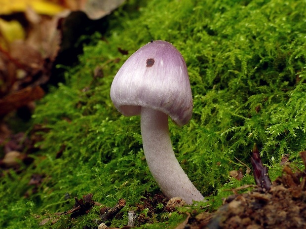 vláknica hlinovolupeňová Inocybe geophylla P. Kumm.