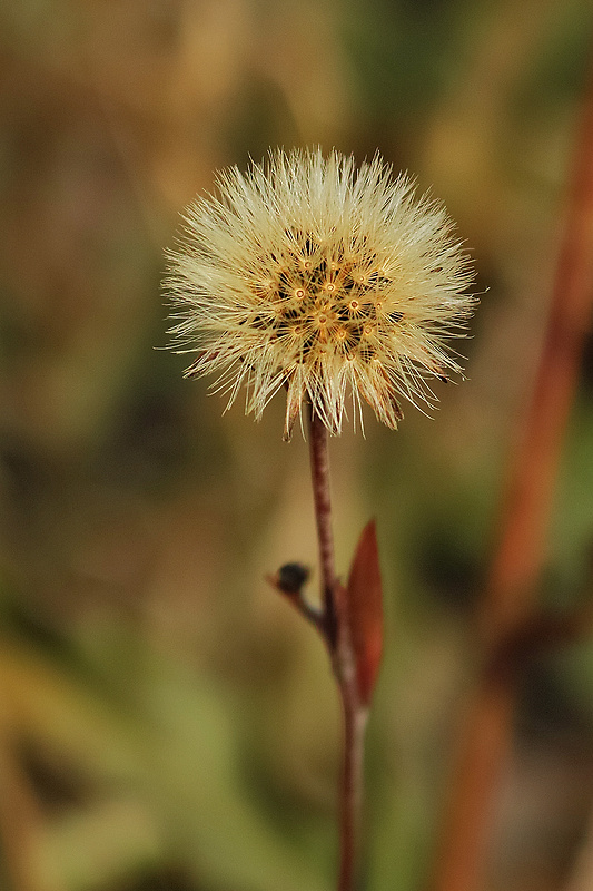 púpavec jesenný Leontodon autumnalis L.