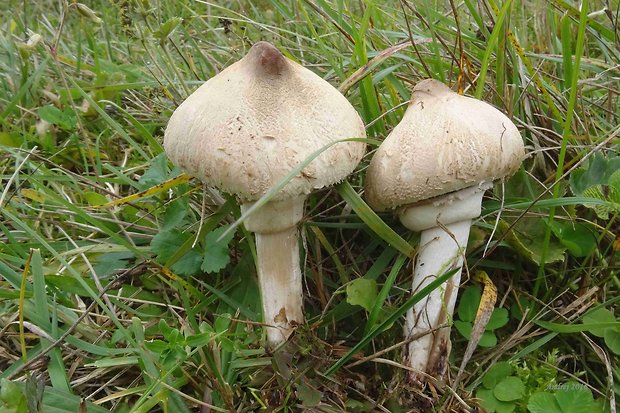 bedľa štíhla Macrolepiota mastoidea (Fr.) Singer