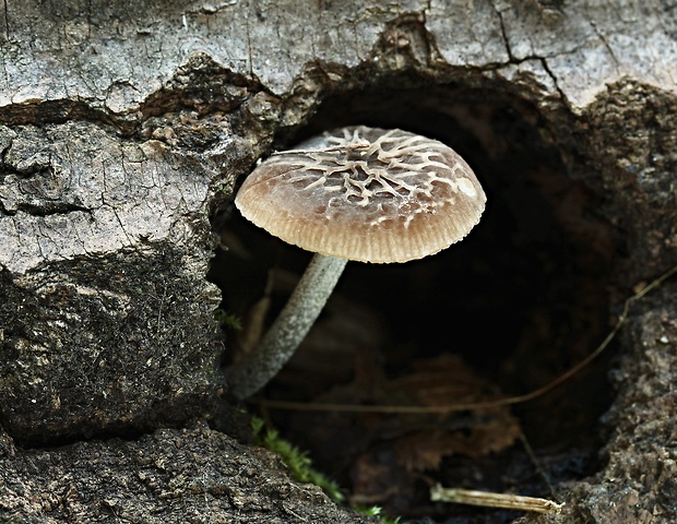 štítovka sivá Pluteus thomsonii (Berk. & Broome) Dennis