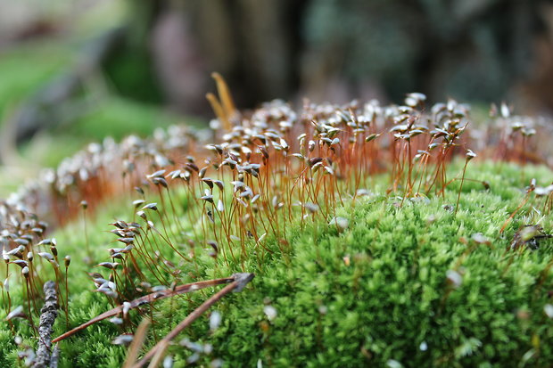 ploník obyčajný Polytrichum commune Hedw.