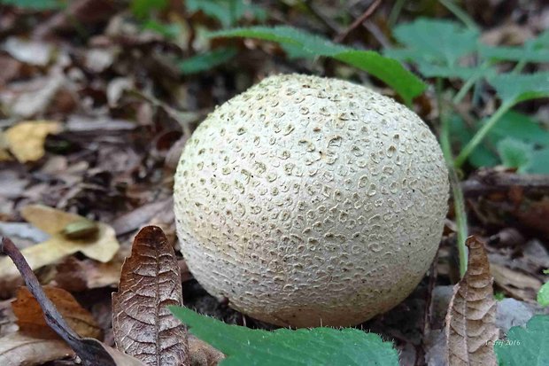 pestrec obyčajný Scleroderma citrinum Pers.