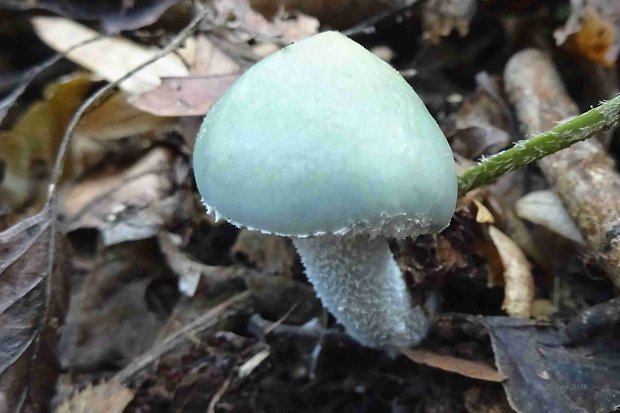 golierovka zelenomodrá Stropharia caerulea Kreisel