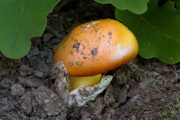 muchotrávka cisárska Amanita caesarea (Scop.) Pers.