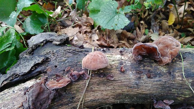 uchovec bazový Auricularia auricula-judae (Bull.) Quél.