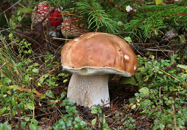 hríb smrekový Boletus edulis Bull.