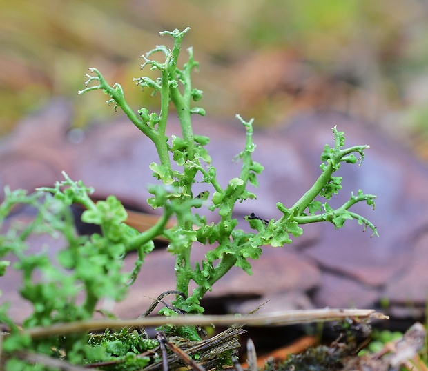 dutohlávka vidlicovitá Cladonia furcata subsp. furcata (Huds.) Schrad.