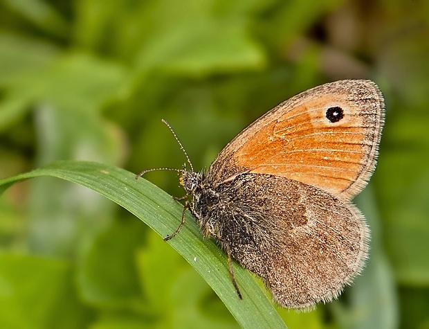 očkáň pohánkový Coenonympha pamphilus