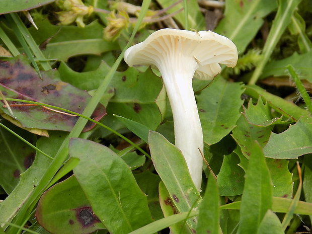 lúčnica snehobiela Cuphophyllus virgineus (Wulfen) Kovalenko