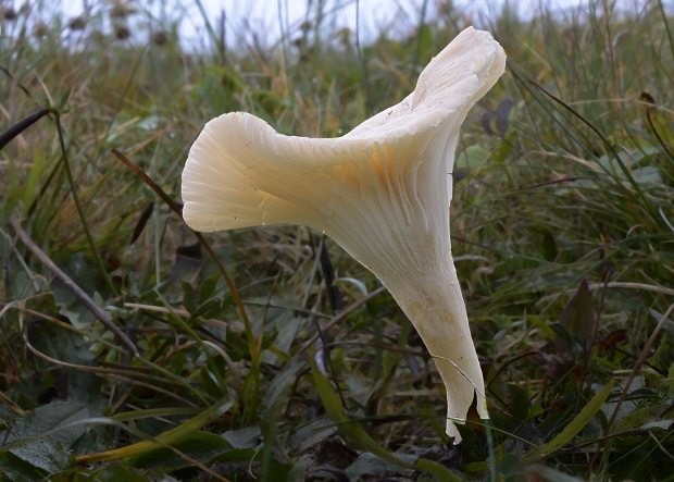 lúčnica snehobiela Cuphophyllus virgineus (Wulfen) Kovalenko