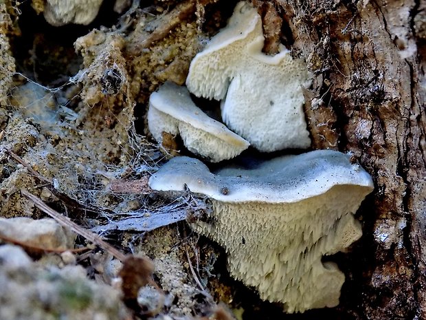 šťavnatec modrastý Cyanosporus caesius (Schrad.) McGinty