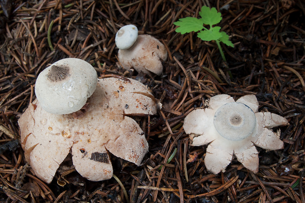 hviezdovka golierikovitá Geastrum striatum DC.