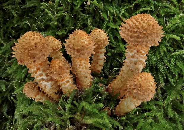 šupinovka šupinatá Pholiota squarrosa (Vahl) P. Kumm.