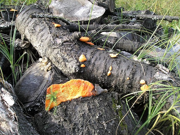 sirovec obyčajný (?) Laetiporus sulfureus (Bull.) Murrill