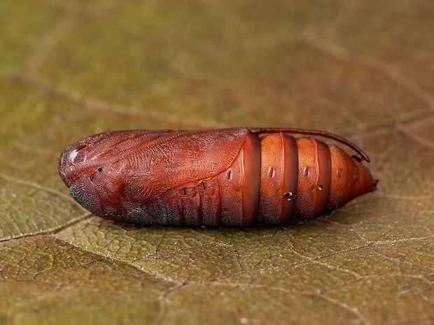 mora pyšteková (sk) / jasnobarvec květelový (cz) Calophasia lunula Hufnagel, 1766