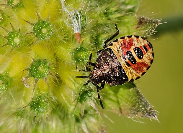 nymfa Carpocoris sp.